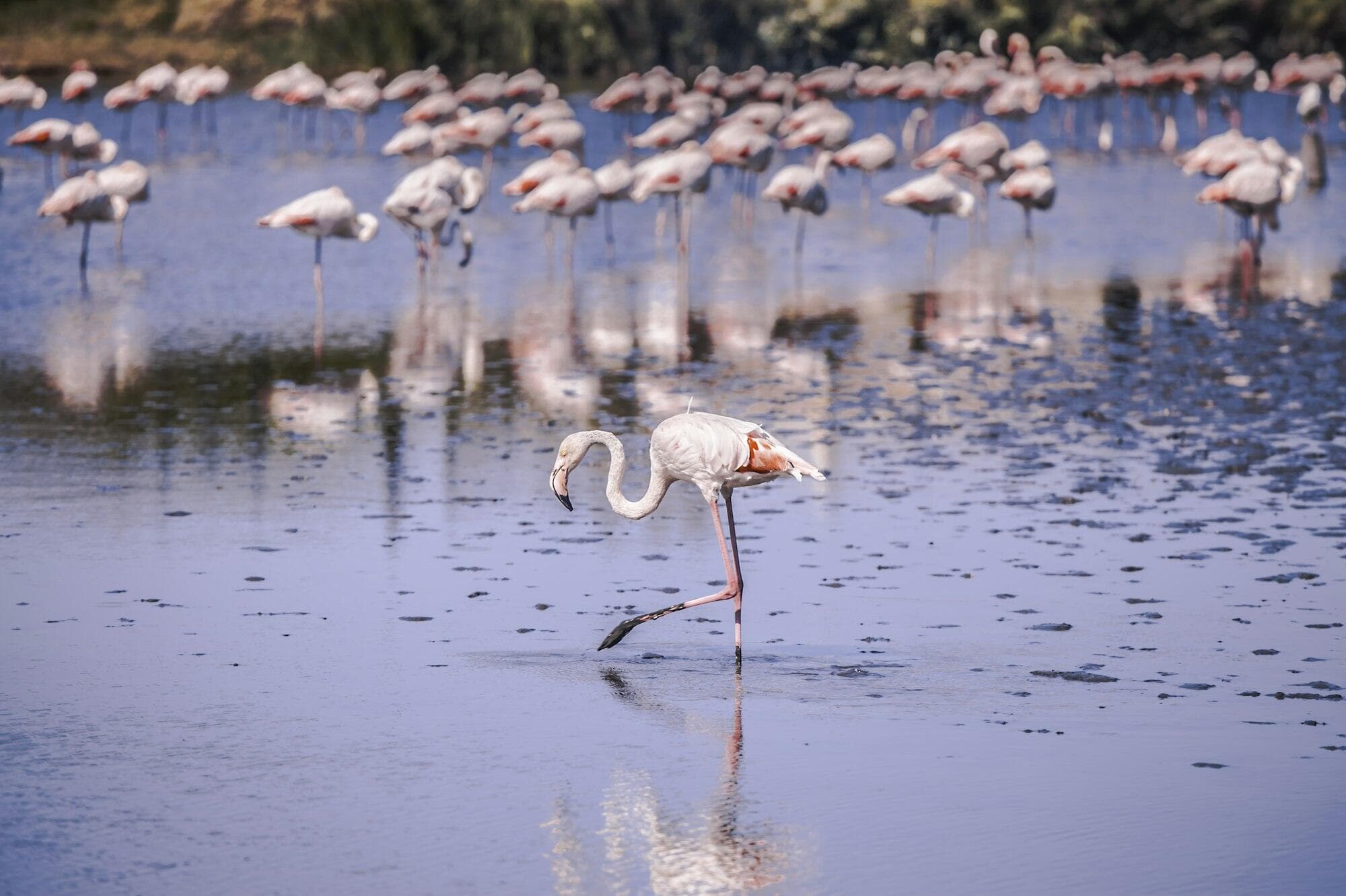 Flamants roses en Camargue gardoise